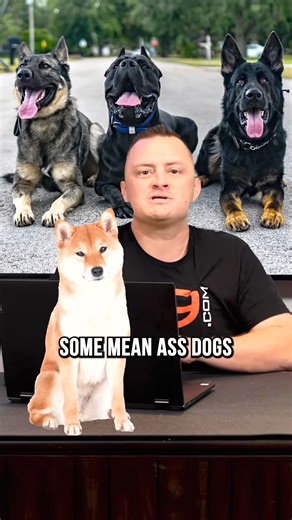 43K views · 1.2K reactions | Top 3 Small Dog Breeds We DON’T Recommend #dog #puppy #shibainu #frenchbulldog #chihuahua #frenchbulldogs #shibainupuppy #puppylove #doglover #dogtips #dogtrainingtips #tricksandtips #dogtraining #dogtrainer #fyp | Pet Dogs | Facebook