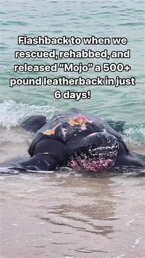 It’s Leatherback Day of #SeaTurtleWeek 🌊🐢 Flashback to December last year when we rescued, rehabbed, and released “Mojo” a 500 pound leatherback in just 6 days! Mojo was found stranded in South Beach, Miami on Friday, December 26th, and was transported through the night to the Florida Keys-based Turtle Hospital for rehabilitation. He was estimated to be around 30-35 years old. Once he arrived at The Turtle Hospital, he received fluids, a long-acting, broad-spectrum antibiotic, vitamins, and an