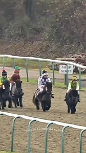 2025 Christmas Shetland Pony Race At Lingfield via ATR | Horse Racing Away Days
