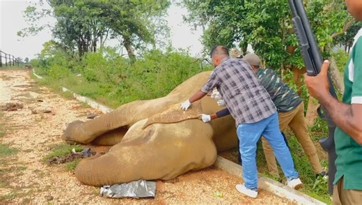 Department of Wildlife Conservation, Sri Lanka on Reels