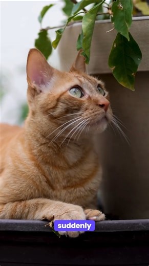 Cats live in a completely different sonic world #cats #catlife #hearing