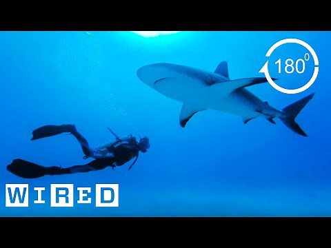 How Researchers Keep Humans Safe From Shark Attacks (180°)| Damage Control | WIRED