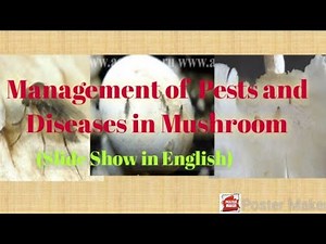 Management of \nPests and Diseases\nin Mushroom\n(Slide Show in English)