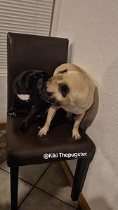 Playtime or wrestling time #pug #tuesday #tuesdaymood #wrestlinglife #puglife | Kiki Thepugster