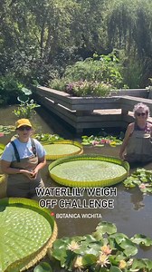 171K views · 4.2K reactions | #WaterlilyWeighOff2024 Botanica recently participated in the Water Lily Weigh Off Competition! This was a challenge between botanical gardens across the world. Botanica’s Victoria cruziana held a whopping 93 lbs! | Botanica | Facebook