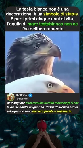 L'ICONA D'AMERICA È STATA "BRUTTA" PER CINQUE ANNI