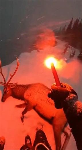 Elk Rescue Interrupted by Wolf Charge at Night