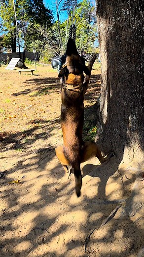 Why High-Energy Dogs Need an Outlet Many dogs are bred for work — herding, retrieving, guarding, or tracking. These breeds come with drive and energy that must go somewhere. Without proper outlets, that energy can easily turn into unwanted behaviors such as jumping, barking, chewing, or poor impulse control. At our training sessions, we often remind owners: exercise alone isn’t enough. High-energy dogs also need mental stimulation and structure. ✅ Healthy outlets include: * Obedience or trick tr