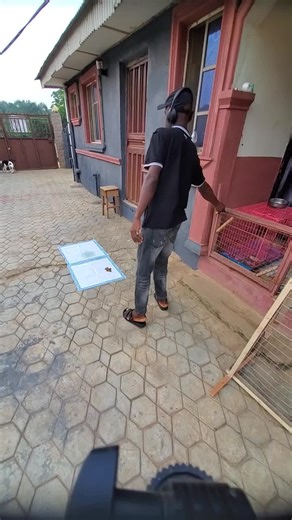 Essential Dog Training Tips for Effective Commands