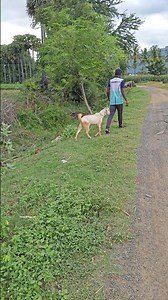 💖💥இயற்கை ஏற்படுத்தி கொடுத்த அற்புதமான செடி கொடிகள் 💢⁉️