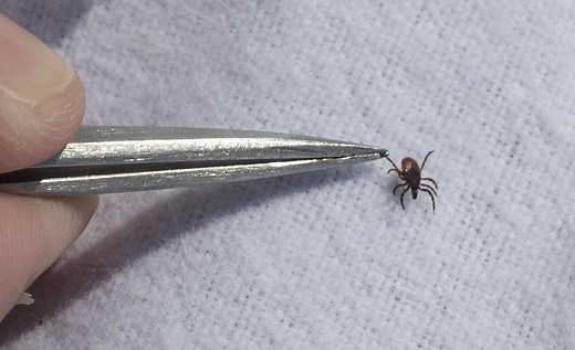 Beware of ticks in Kansas, what to know