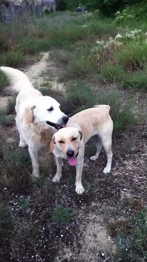 accouplement de chiens ... à ne pas géner