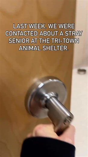 18K views · 1.2K reactions | Ralph joined the Vintage Crew last week after being found as a stray in Johnston. When no one came for him, the shelter reached out to us and we went to pick him up. We believe he’s around 11-12 years old, and he’ll be seeing our vet tomorrow for a wellness exam. He seems like a very sweet boy.  Stay tuned for more Ralph! | Vintage Pet Rescue | Facebook