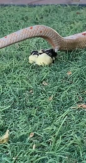 Corn snake pooping 💩🐍