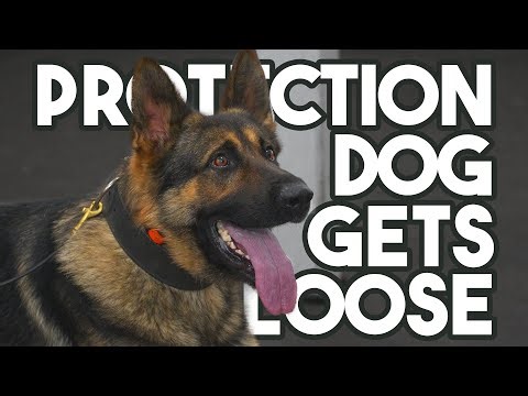 Protection Dog Training Day