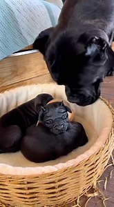 135K views · 778 reactions | Chihuahua dog vs Cane Corso dog  #funny #dog #animal #funny #funnyvideos  100% AI-generated video. Original story created for fun and family entertainment. All scenes are fictional.  No reuploads. #AIvideo #AIfunny #AIanimals #AIfamily #DigitalArt #AIreel #AImagic | Funny M365 | Facebook