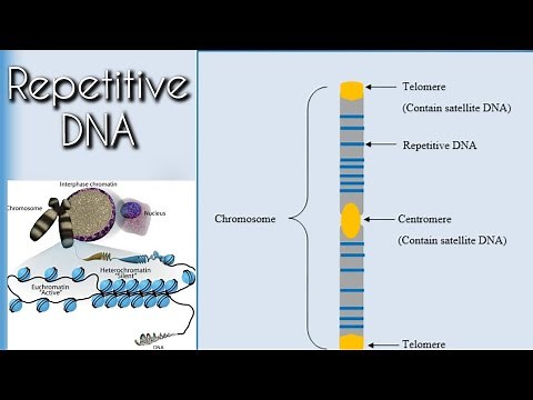 Repetitive DNA