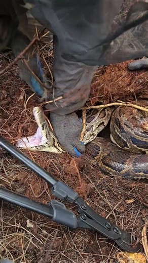 CRAZY FAST PYTHON BITE!