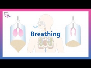 Understanding Breathing: Bell Jar Experiment, Inhalation, Exhalation, and Lung Volume Explained