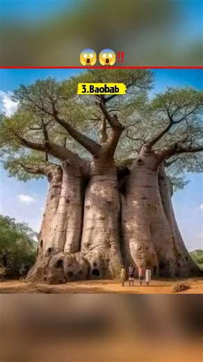 The Most RARE Trees in the World
