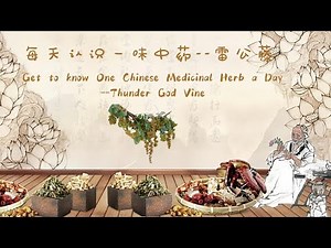 每天认识一味中药--雷公藤 | 解密毒中藏药的奇效与禁忌