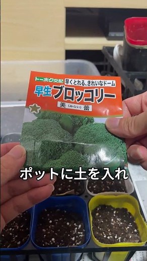 超基本だけど効果大！ブロッコリー苗づくりの３つのコツ🥦🌱#ブロッコリー育苗 #家庭菜園初心者 #育苗テク #発芽揃える #ガーデニング #旬野菜 #育ててみたい #野菜作り