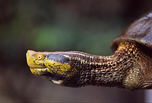 Biodiversity is an urban concern