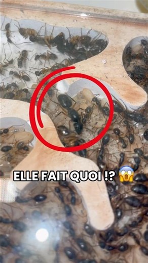 Que fait une reine fourmi toute la journée ? 👑🐜