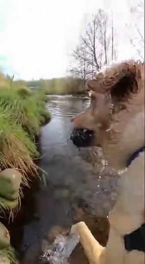 Golden Retriever STEALS a GoPro (You Won't Believe What Happens Next!) #Shorts