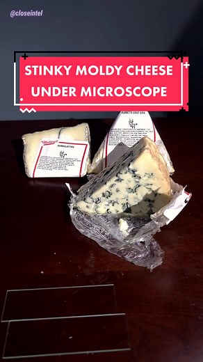 Exploring Stinky Cheese Under the Microscope