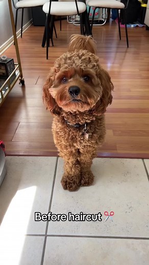 DrewTheCockapoo on TikTok