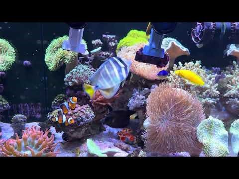 One or two seaweeds?