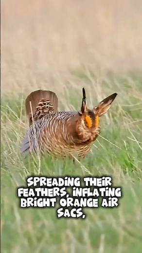 “The Prairie Chicken: Nature’s Most Mysterious Dance”