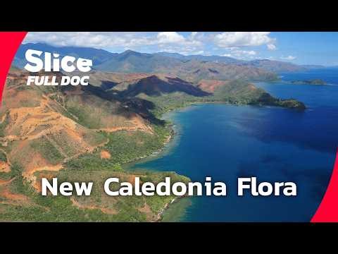 New Caledonia: Protecting its Unique Endemic Flora | FULL DOCUMENTARY