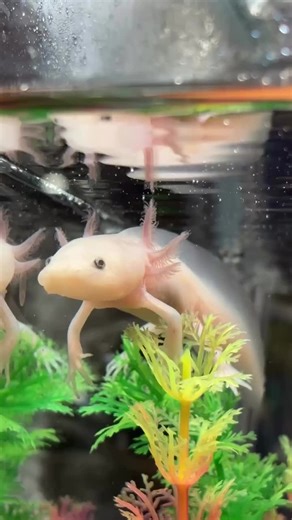 An axolotl is an enchanting, aquatic salamander known for its feathery gills, quirky smile, and vibrant colors, thriving in water with a knack for regeneration. #Axolotl #FYP #CuteCreatures #AquaticWonders #NatureMagic