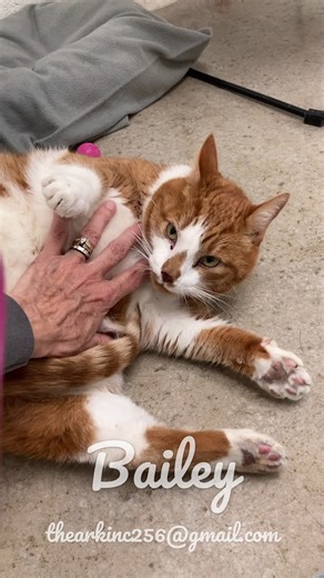 Happy National Cat Day! Meet Bailey, the softest and sweet boy you could ever meet! Bailey is about 10 years old and has outlived his 8 feline room mates and his human parents, but he's still got a lot of love to give! Bailey is mellow boy, all he needs is a nice comfy place to cuddle and a good belly rub! Come meet him at The Ark 139 Bo Cole Rd Huntsville, AL Tuesday - Saturday 11-4 | The Ark Inc.