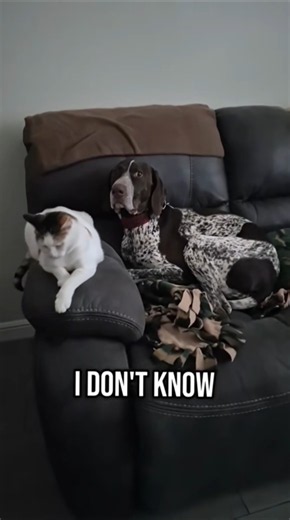 I don't know German Shorthaired Pointer GSP... 🤔😆🐶 #shorts #ytshorts #viral #trending