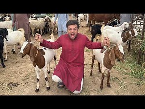 Bakra Mandi Live Stream