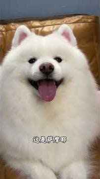 Top 10 Dog Breeds in Science: Unveiling the Pawsome Truths