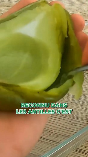 Comment goûter La chayotte ?! #chayotte #potager #jardinage #cultiver #plantes #recettes #nature #biodiversité #écologie #récolte | Le potager d'Olivier