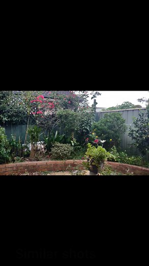 33 reactions · 11 comments | Mums beautiful garden  Photography  Just a memoir ❤️‍啕 | Magdalena Zambales | Facebook