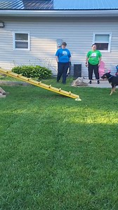 Elle having so much fun at agility class! This smart girl is up for adoption! | Oromocto and Area SPCA