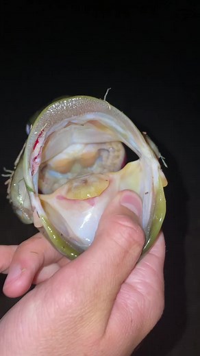Greenhorn Fishing (@greenhornfishing)’s videos with Fishing In The Dark - Nitty Gritty Dirt Band
