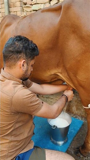 Desi cow Care#villagevlog