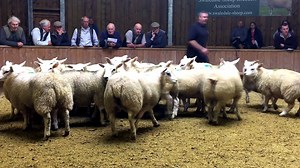 Beltex x Store Lambs sold at Hexham Mart - September 22nd 2017 | Beltex Sheep Society