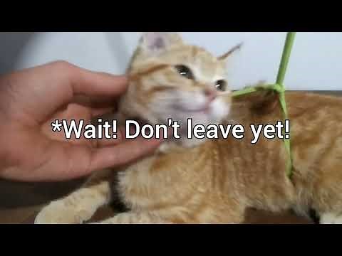 How to make a kitten harness with only string version 2.0