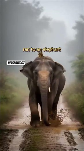 Elephant Rescues Bus From Falling Off Cliff! #shorts