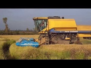 Rice Harvest in Chile using a Shelbourne Reynolds Stripper Header