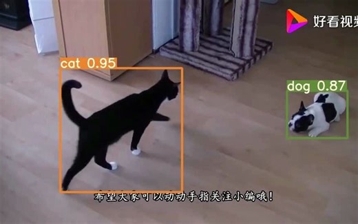 dogcat 猫狗识别 猫狗大战 yolov5训练猫狗识别 8000张voc格式数据集 pytorch