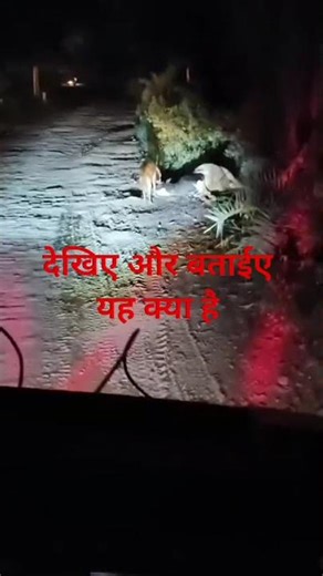 गांव में सेर आया है देख लिजिए #short #video hai 😯😯😯😯